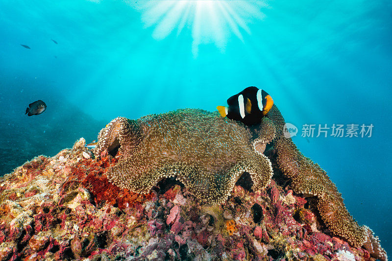 克氏角闪鱼(Amphiprion clarkii)小丑鱼水下与阳光